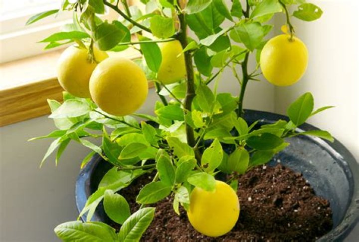Are ants bad for my lemon tree