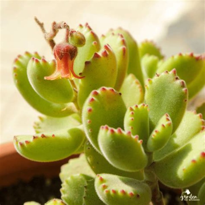 Are Bear Paw succulents poisonous