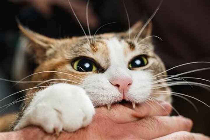 Are Cats More Aggressive Than Dogs