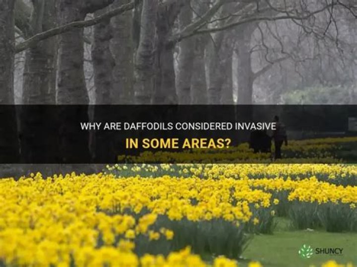 Are daffodils invasive