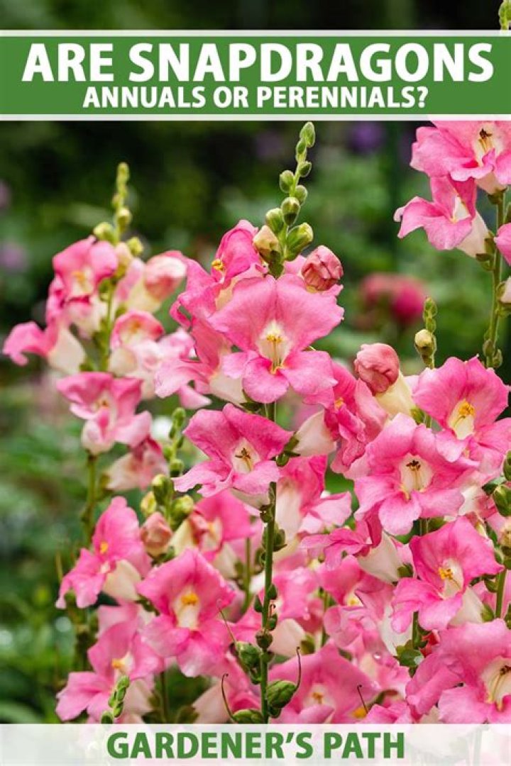 Are dwarf snapdragons perennials