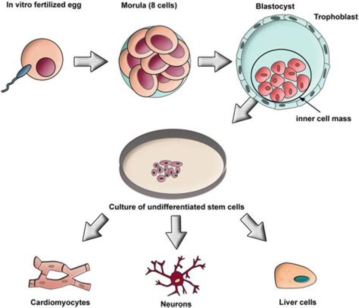 Are embryonic stem cells totipotent