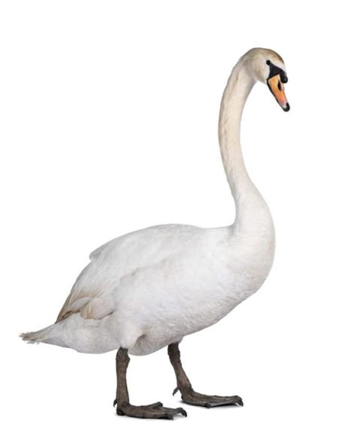 Are geese afraid of swans