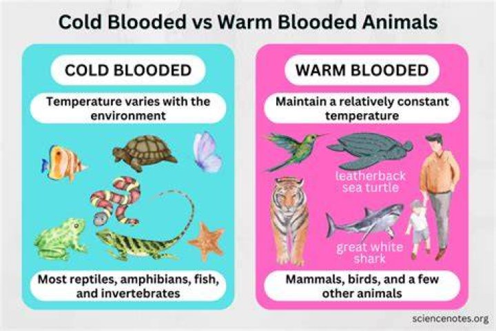 Are Most Fish Warm Or Cold Blooded