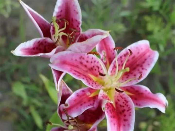 Are Oriental lilies poisonous to cats