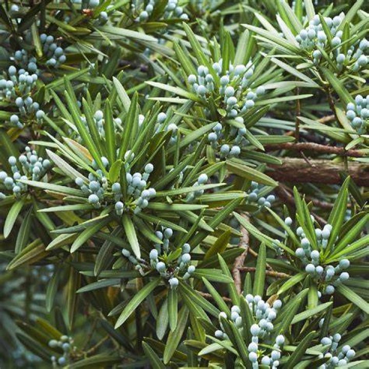 Are Pine Trees Poisonous To Dogs