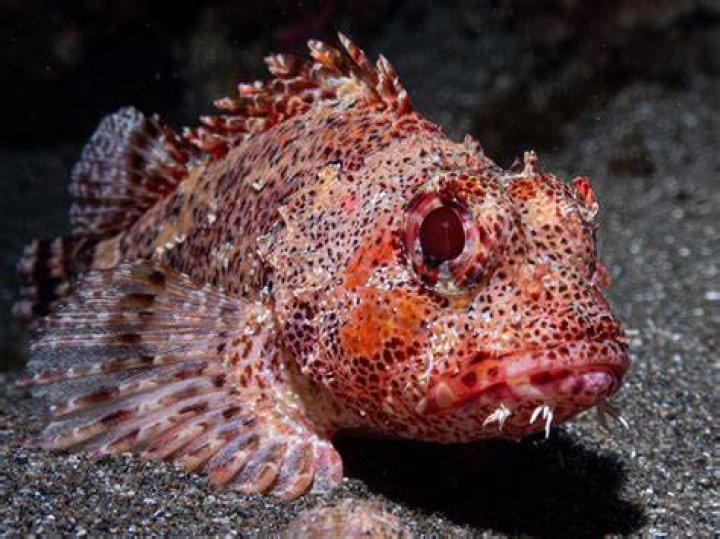 Are Scorpion Fish Deadly