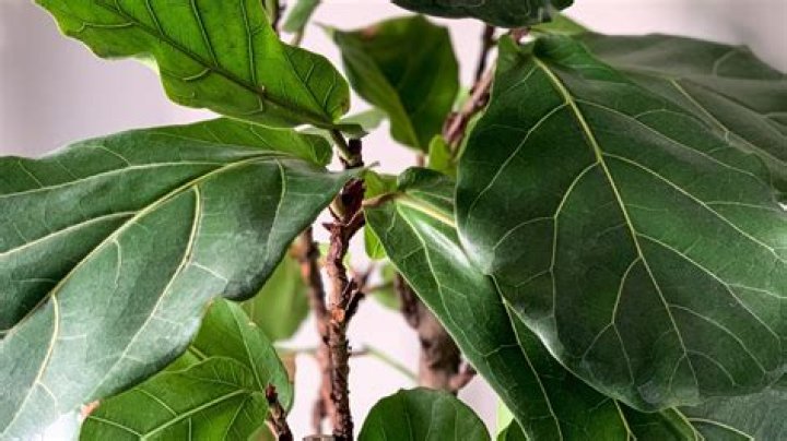 Are there different types of fiddle leaf fig trees