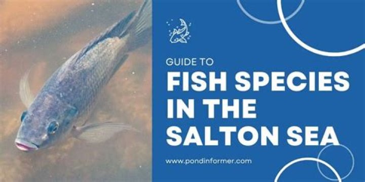 Are There Still Fish In The Salton Sea