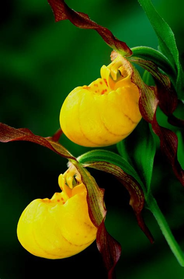 Are there yellow lady slippers