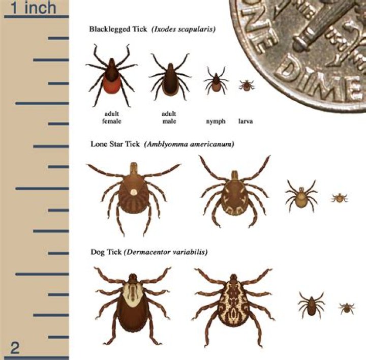 Are ticks bad in Minnesota