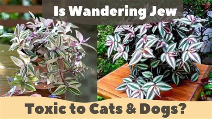 Are Wandering Jew plants poisonous to cats