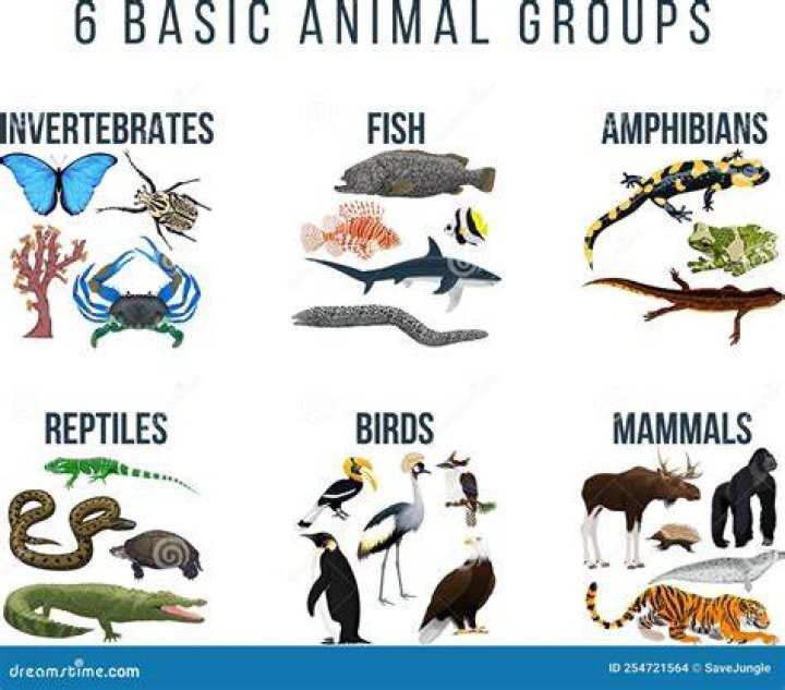 Are Whales Mammals Amphibians Or Fish