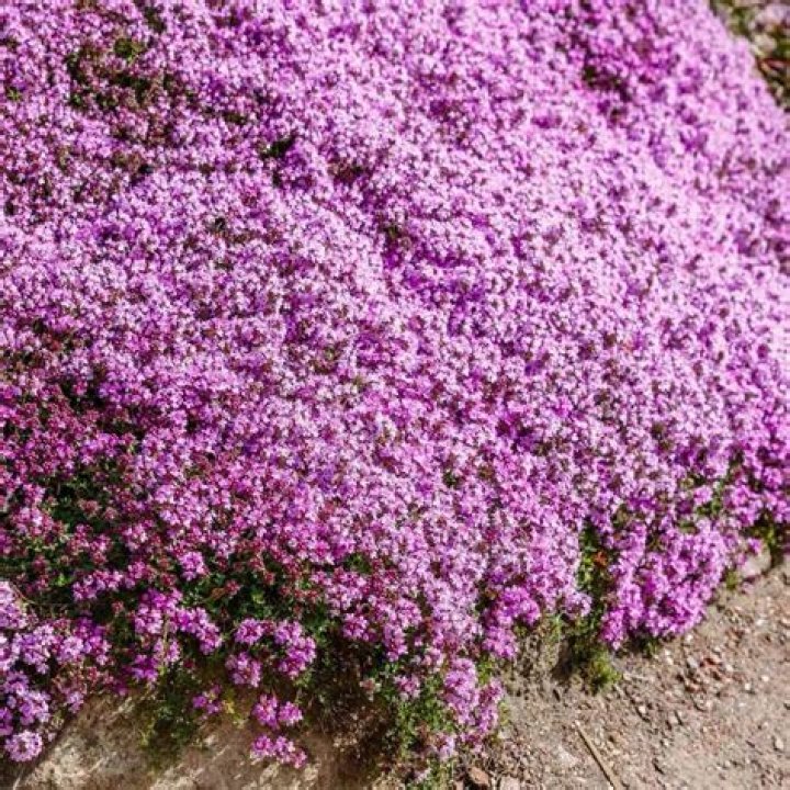 Are wild thyme flowers edible