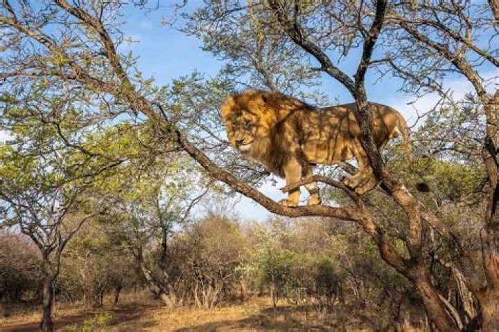 Can A Mountain Lion Climb Trees