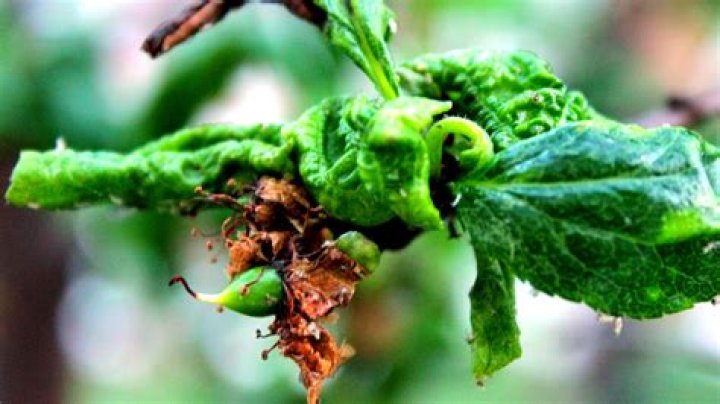 Can a plant recover from aphids