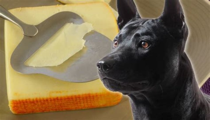Can Dogs Eat Muenster Cheese