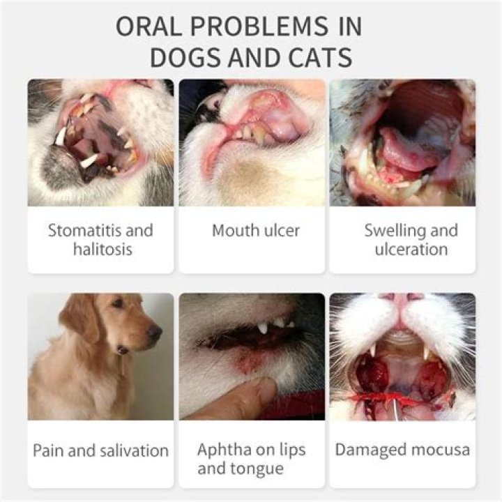 Can dogs get vesicular stomatitis