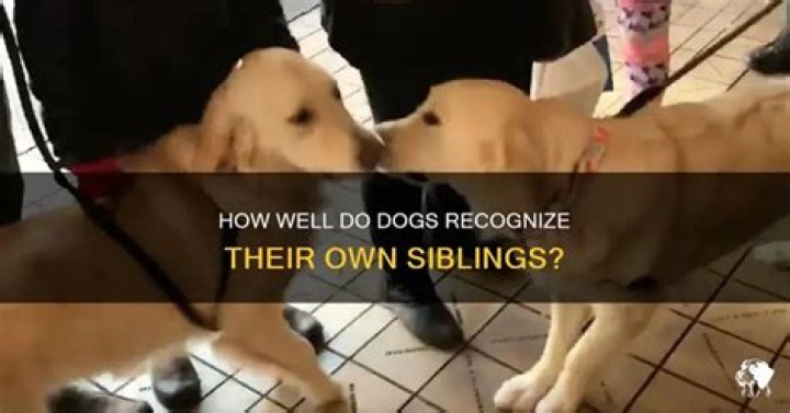 Can Dogs Recognize Their Siblings