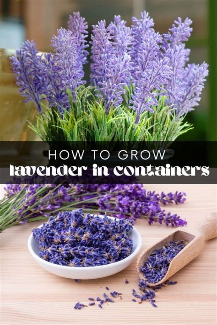 Can grow lavender in Singapore