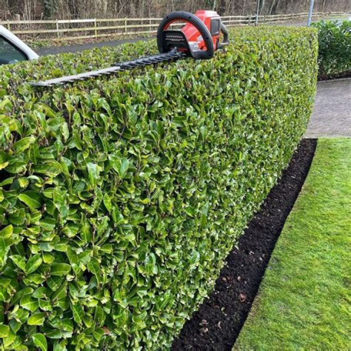 Can I grow a laurel hedge from cuttings