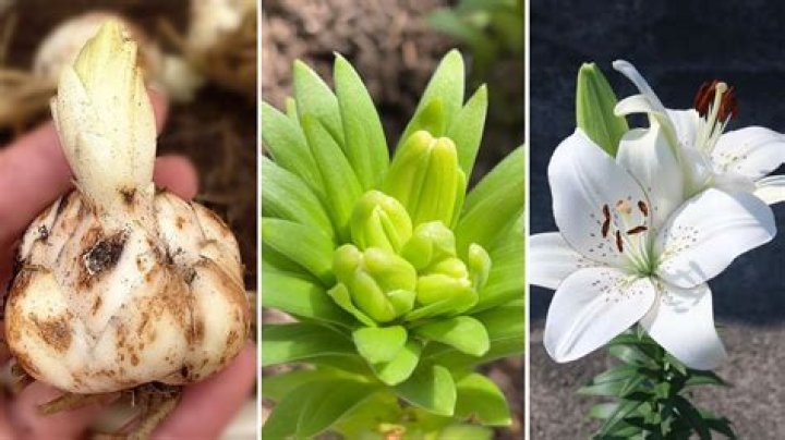 Can I plant lily bulbs in spring