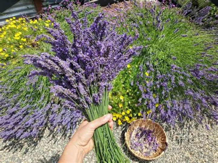 Can lavender be used as a cut flower