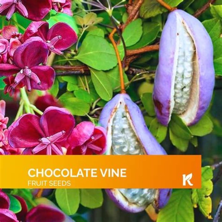 Can you eat chocolate vine fruit