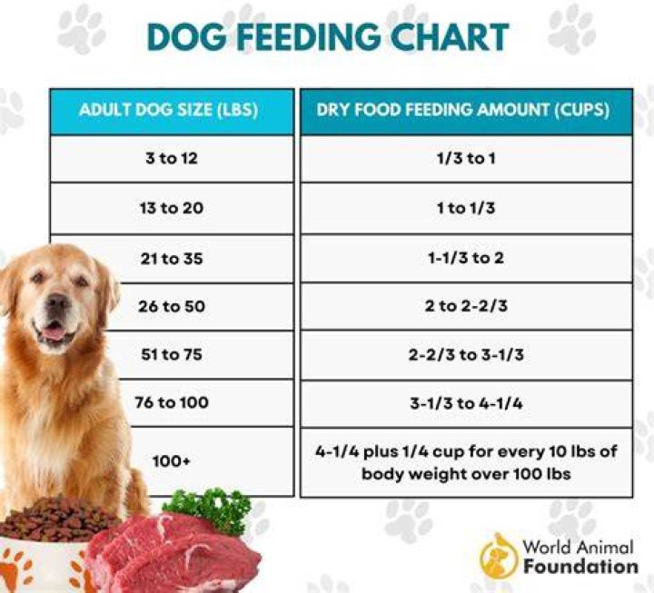 Can You Feed Dogs Chicken In Minecraft