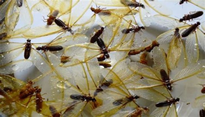 Can you get termites from a neighbor