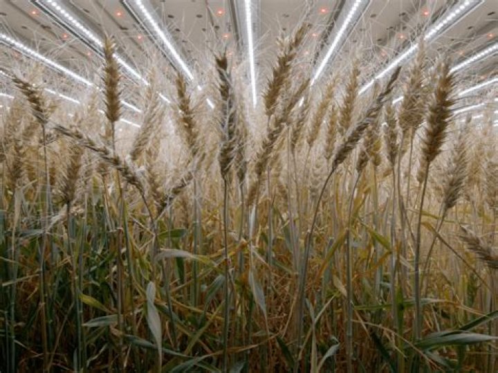 Can you grow wheat hydroponically