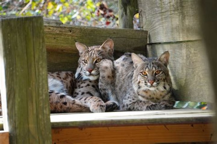 Can you have a bobcat as a pet in California