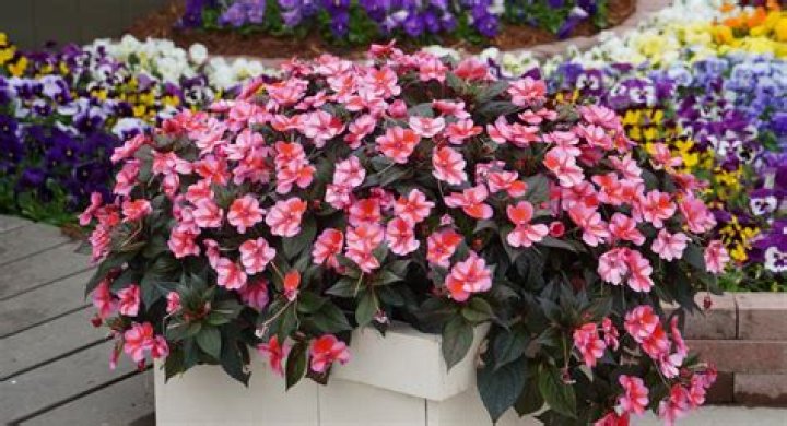 Can you overwater SunPatiens