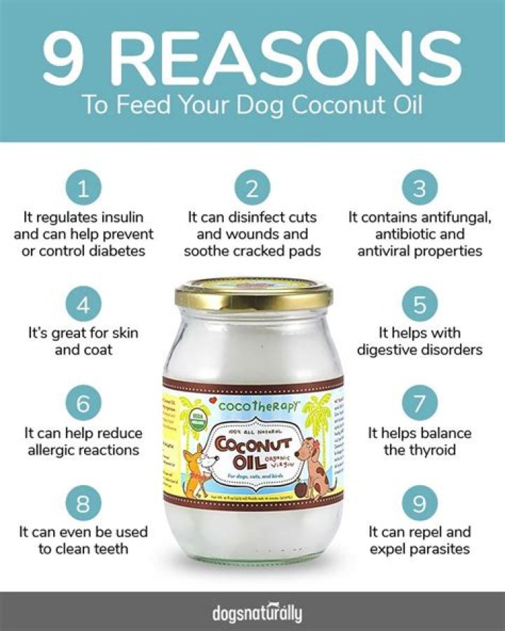 Can You Use Coconut Oil To Help Detangle Dog Matt