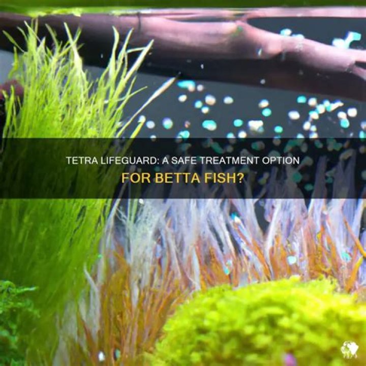 Can You Use Tetra Lifeguard For Betta Fish