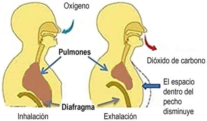 ¿Cómo se elimina el co2 del cuerpo humano