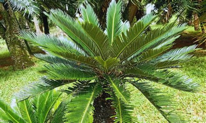 Do all sago palms produce seeds