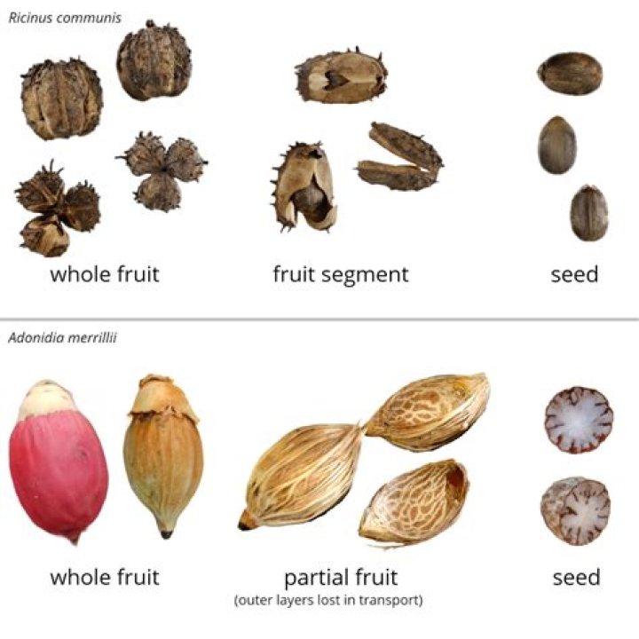 Do all seeds have seed coats