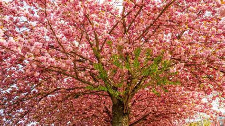 Do all trees have blossom