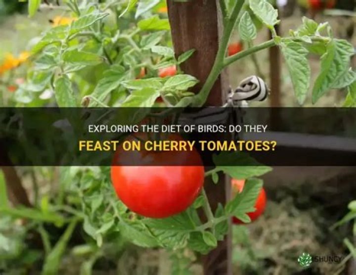 Do birds eat cherry tomatoes