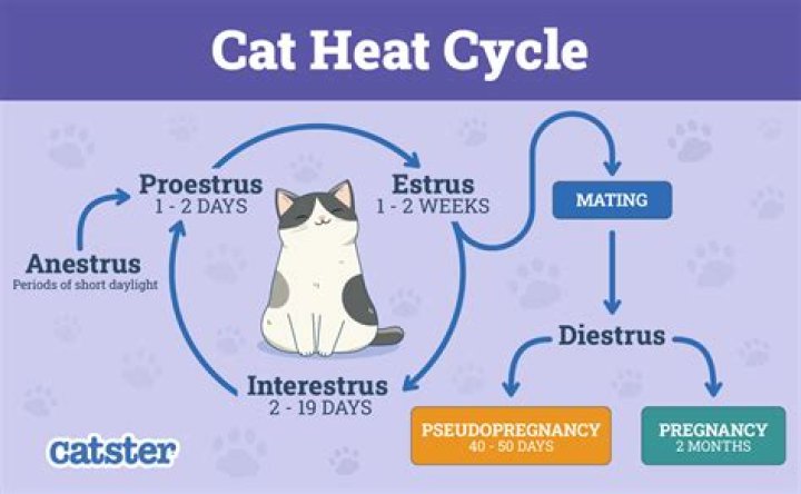 Do Female Cats Have A Menstrual Cycle