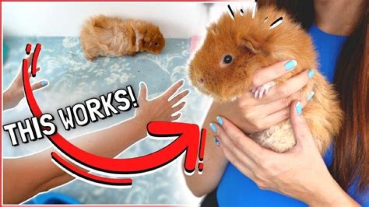 Do guinea pigs poop while being held