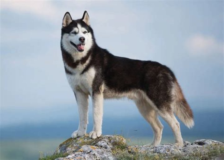 Do Huskies Make Good Police Dogs