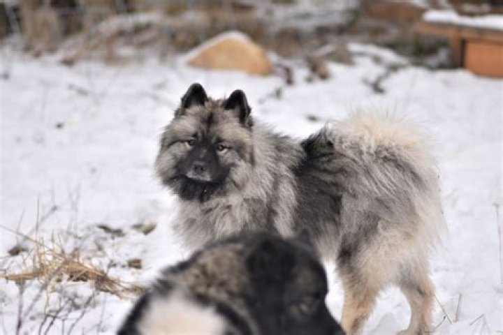 Do Keeshonds shed alot