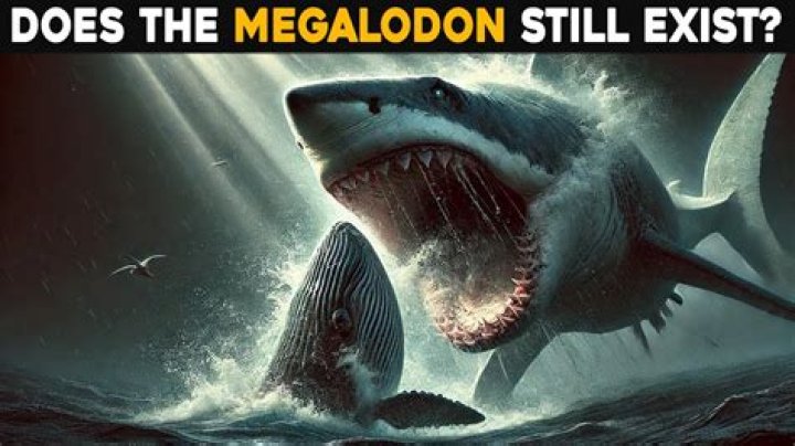Do Megalodons still live today