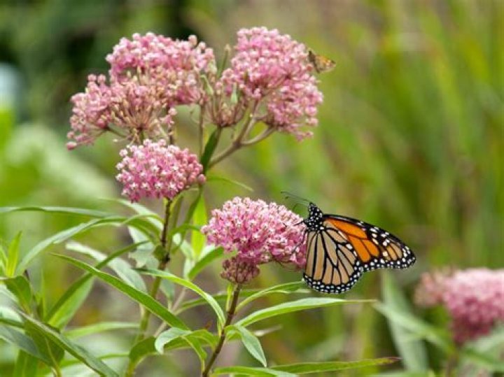 Do monarchs lay eggs on swamp milkweed