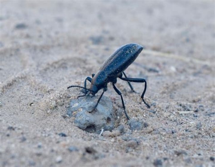Do Pinacate beetles bite