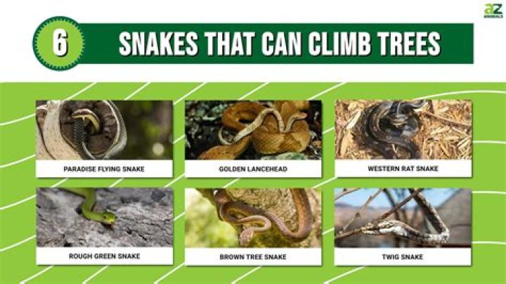 Do Poisonous Snakes Climb Trees