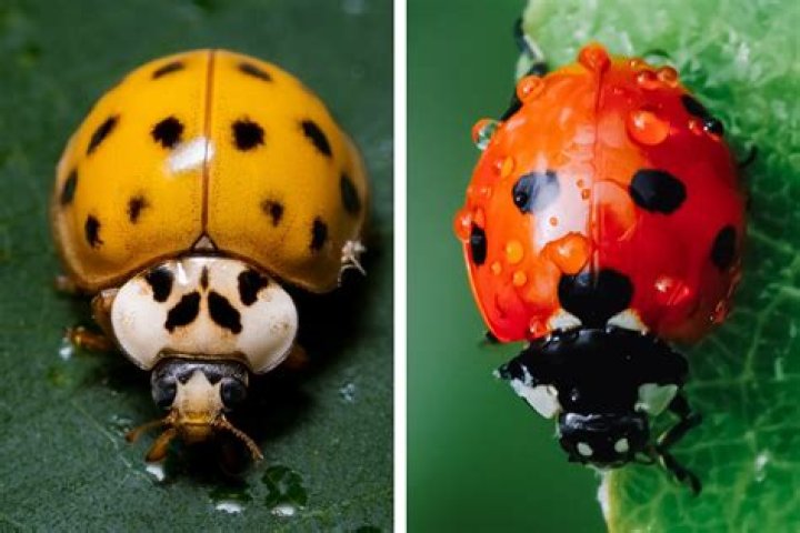 Do spots on ladybugs tell age