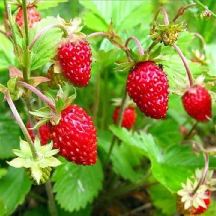 Do strawberries need to be pollinated to produce fruit